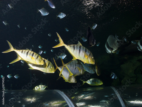 shoal of Pilotfish (Naucrates ductor) photo