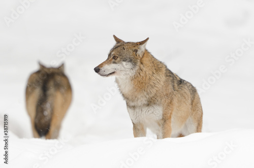 Eurasischer Wolf, Gray Wolf, Canis lupus © Wolfgang Kruck