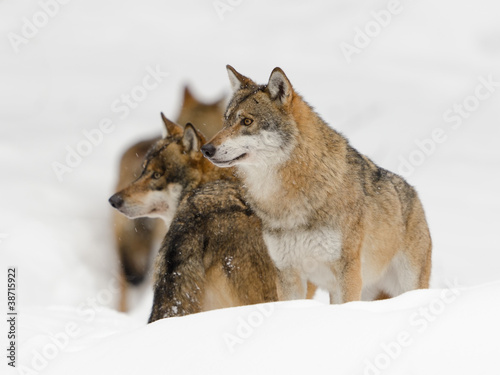 Eurasischer Wolf, Gray Wolf, Canis lupus © Wolfgang Kruck