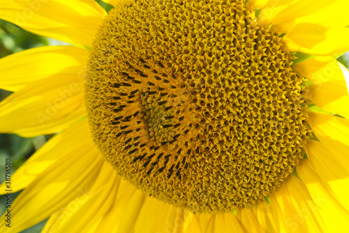 Close-up of a sunflower