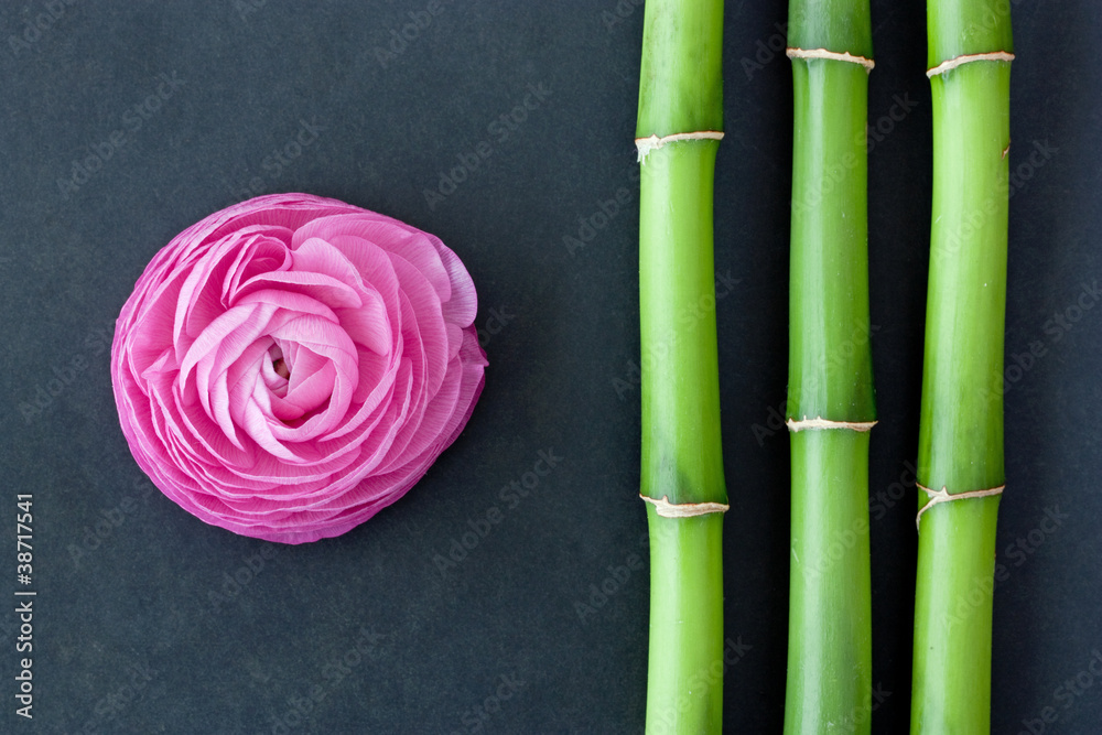 Obraz premium rose und bambus