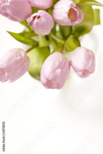 pink tulips in the vase