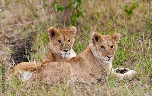 Lion cubs on the plains of the Maasai Mara, Kenya