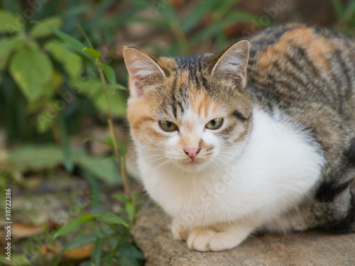 座った子猫