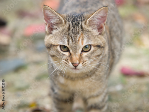 Kitten Looking At Camera