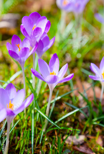 Spring purple crocus flowers