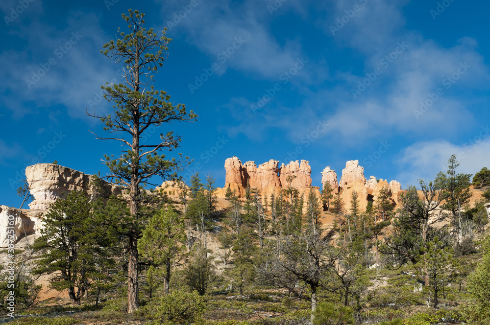 trees and bushes on front of the red sandstone at bryce canyon
