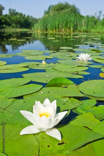 closeup water lily on a lake