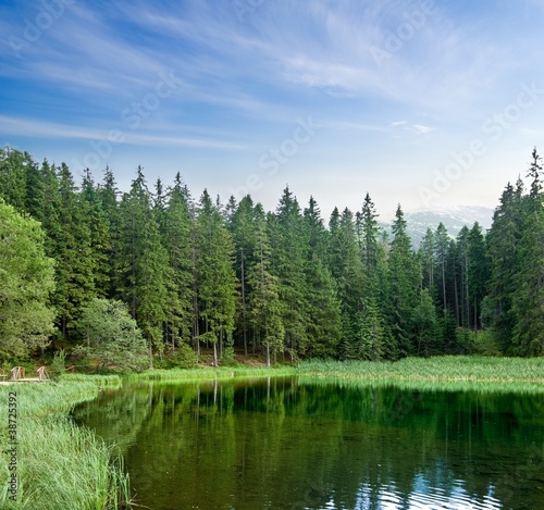 Fototapeta Naklejka Na Ścianę i Meble -  lake in a summer forest