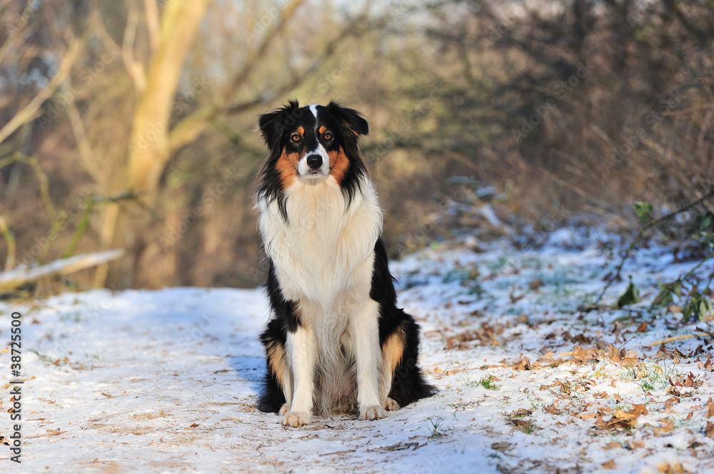 Australian Shepherd Australian Shepherd