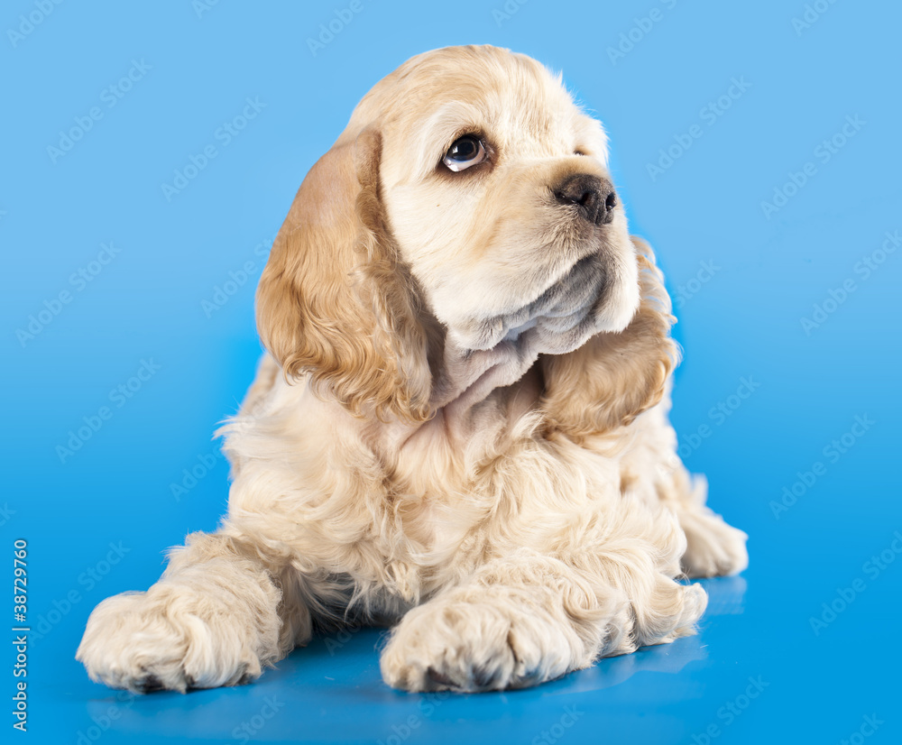 Fototapeta premium American Cocker Spaniel puppy