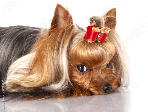 yorkshire terrier on the white background