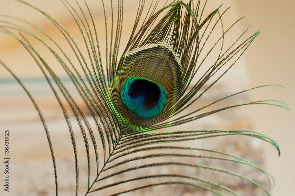 Fototapeta premium Peacock feather