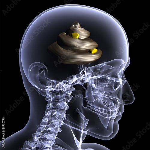 Skeleton X-Ray - Shit for Brains