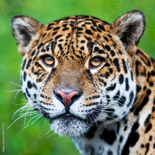 Jaguar - Panthera onca