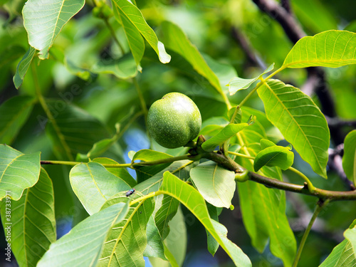 Juglans regia