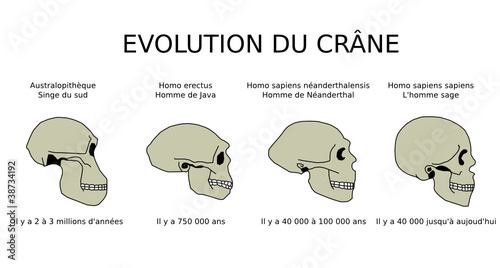 Evolution du crâne