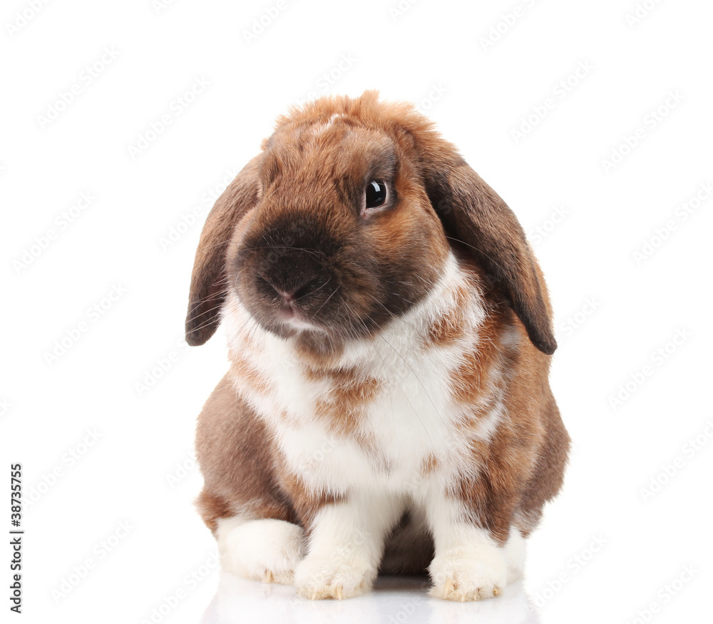 Lop-eared rabbit isolated on white Lop-eared rabbit isolated on white