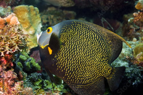 French Angelfish