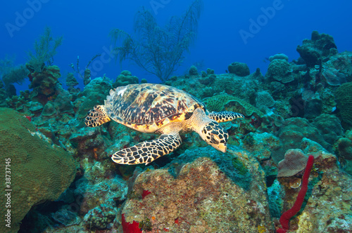 Cayman's turtle