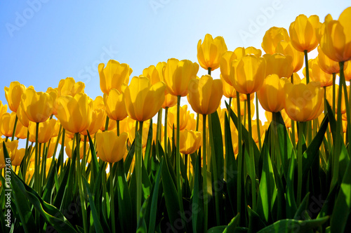 Tulip Golden Apeldoorn