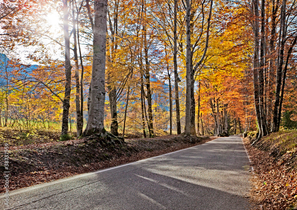 Autumn road and sun