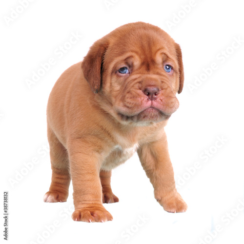 Walking Dogue De Bordeaux puppy