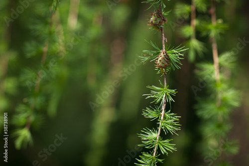 Relaxing larch greenery: closeup of European larch