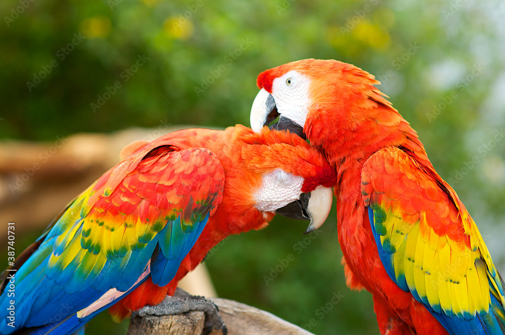 Two Macaws Preening Each Others head feathers
