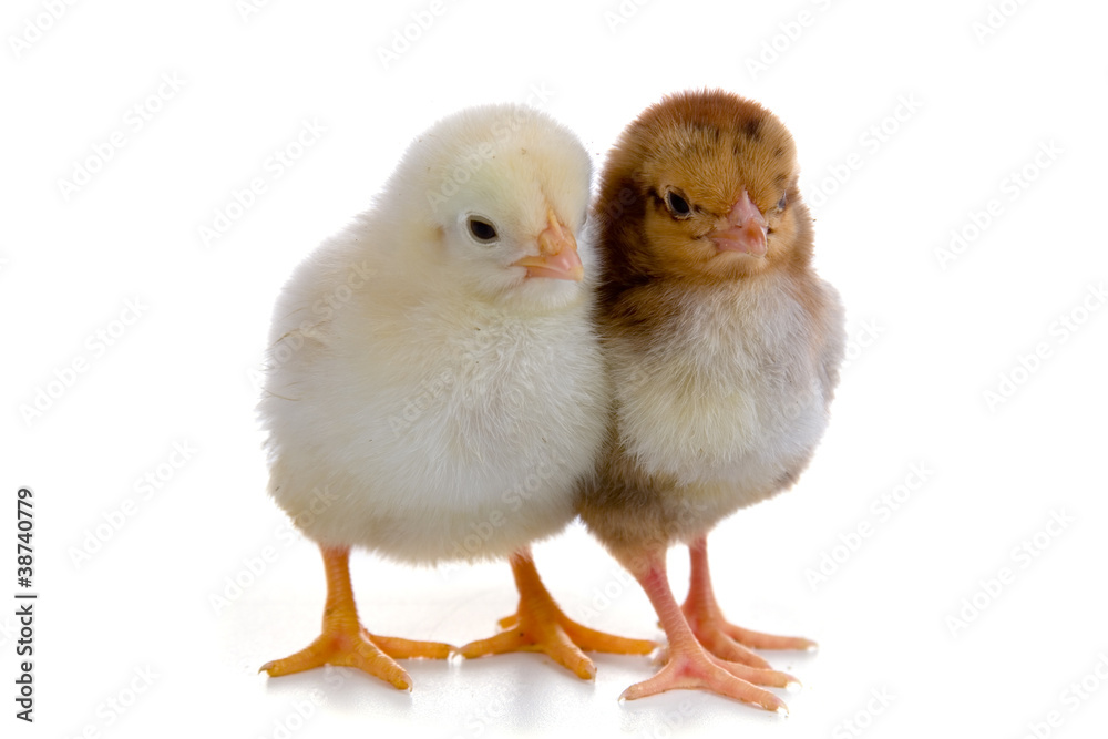 Obraz premium Kurczaki