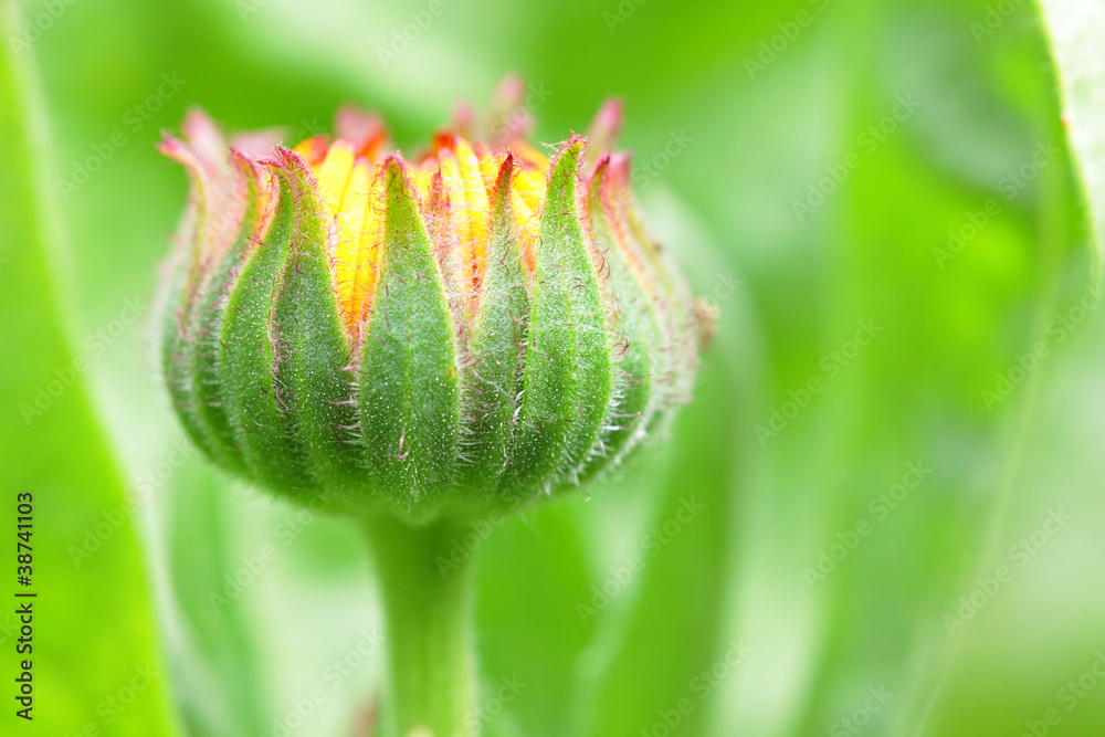 bud flower in the begining of the flowering bud flower in the begining of the flowering