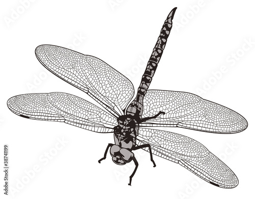 Vector Dragonfly