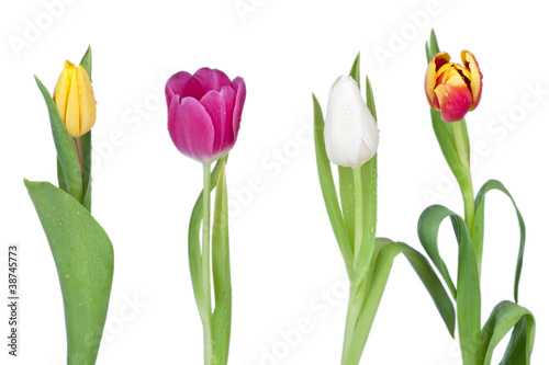 Vier Tulpen in der Reihe