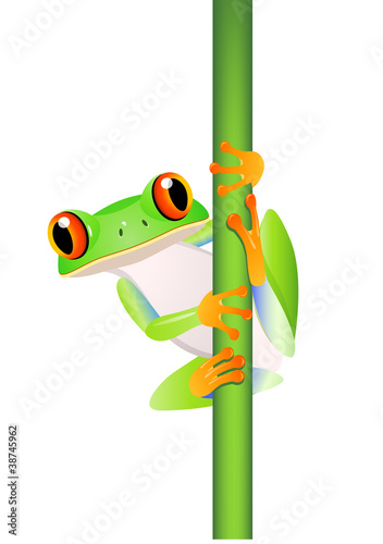 Funny Frog Cartoon