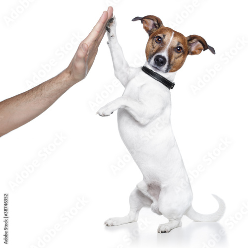 dog high five with male hand © Javier brosch