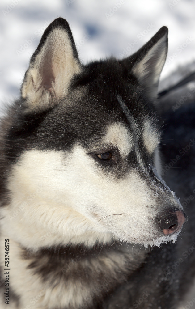 Photo beautiful adult dog, the Siberian Husky