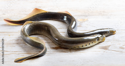 Two lampreys