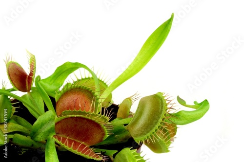 Fotografia Carnivorous plant.  Venus flytrap ( Dionaea muscipula )