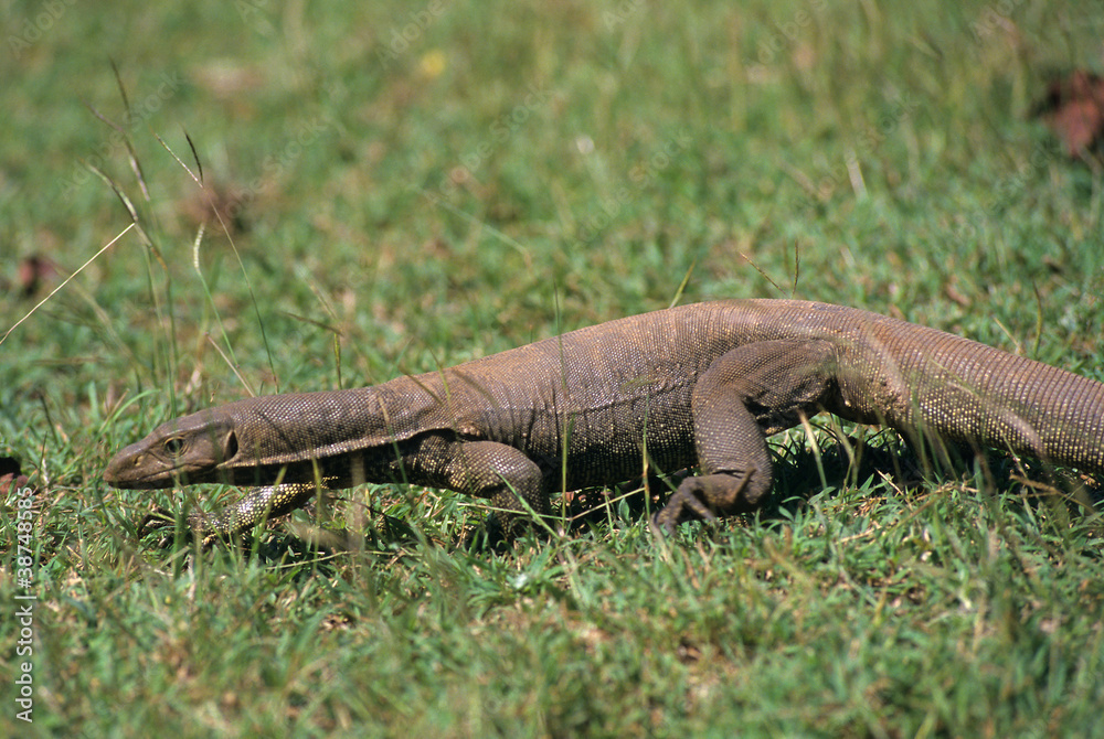 Water monitor in grass, Sri Lanka Water monitor in grass, Sri Lanka