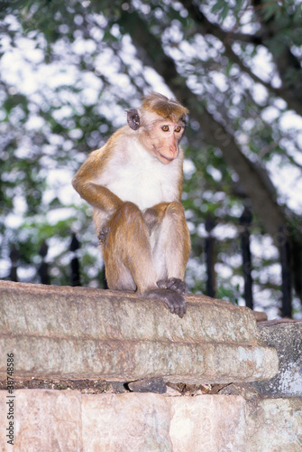 Toque macaque sitting on wall Sri Lanka