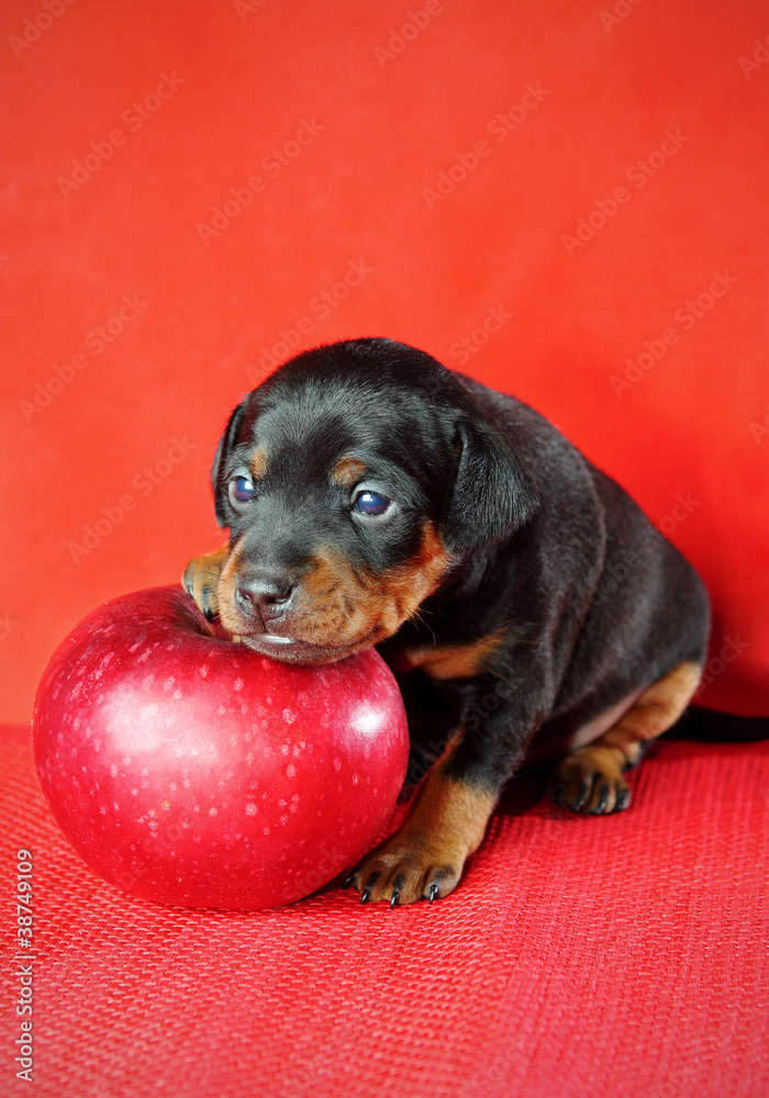 Miniature Pinscher Puppy