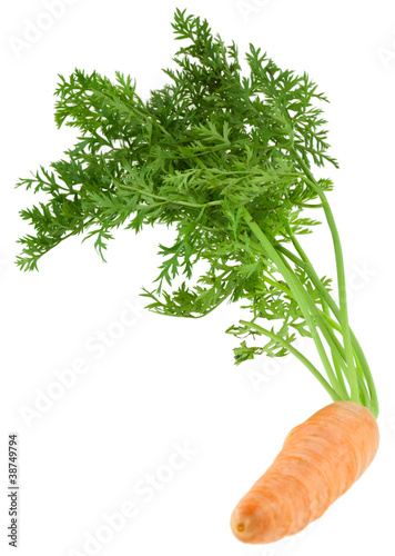 carotte avec fanes photo