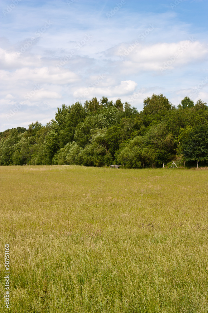 Feld vor dem Wald