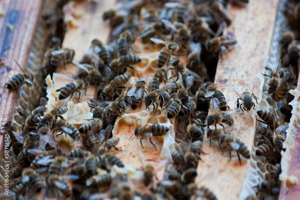 Bienen auf einer Wabe Bienen auf einer Wabe