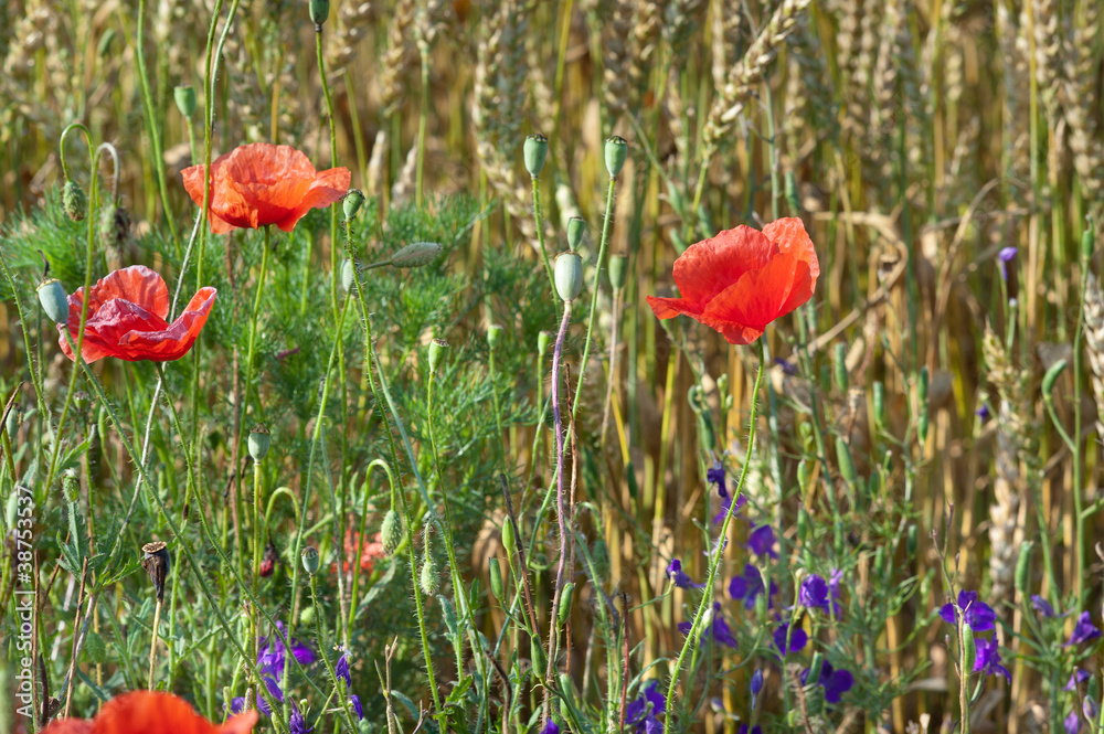 Fototapeta premium wild flowers