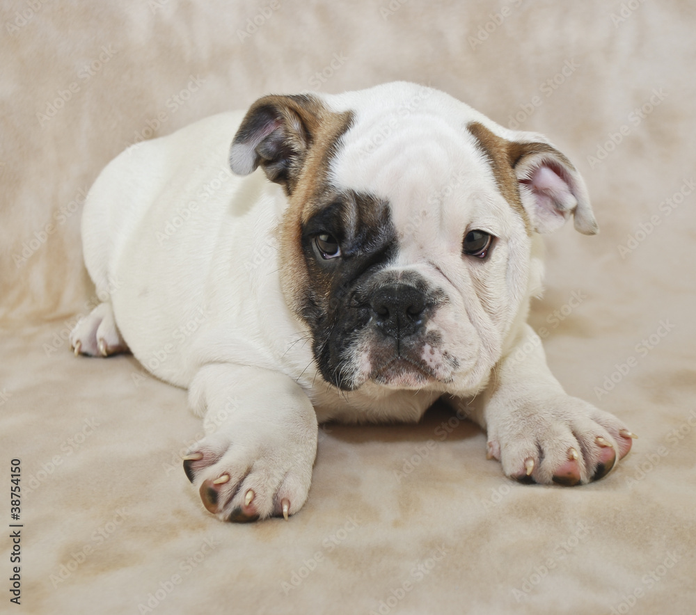 Bulldog Puppy