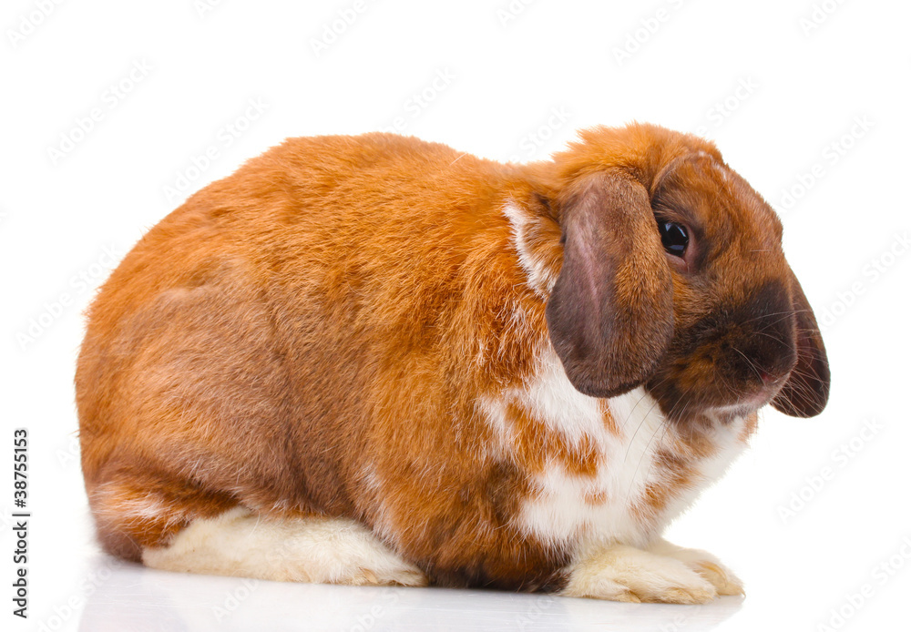 Fototapeta premium Lop-eared rabbit isolated on white