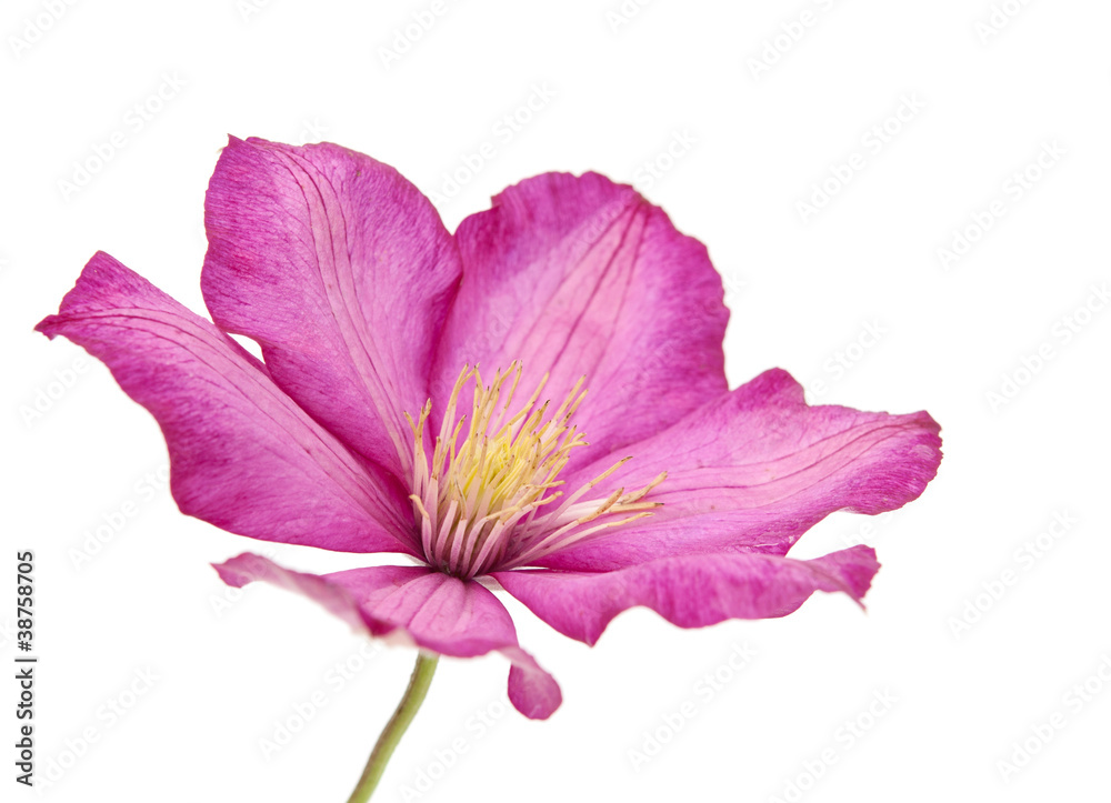 flower isolated \ flower isolated \