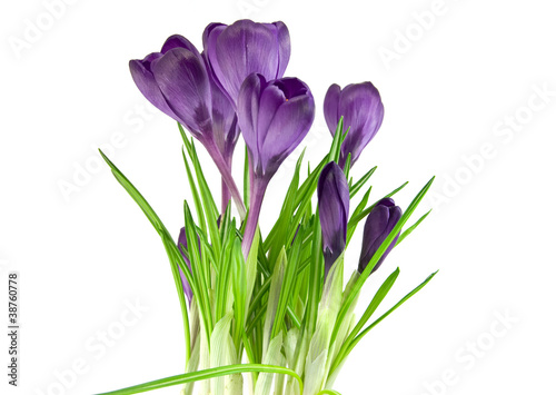 Fototapeta Naklejka Na Ścianę i Meble -  Beautiful violet flower isolated on white