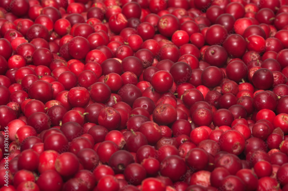 Red bilberries.